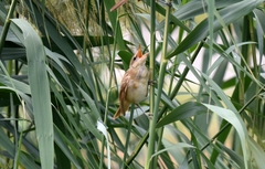Acrocephalus orientalis