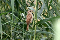 Acrocephalus orientalis