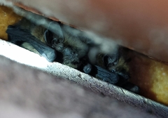 Pipistrellus pipistrellus