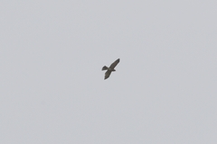 Accipiter soloensis