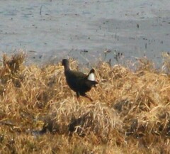 Porphyrio madagascariensis