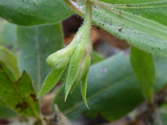 Arctostaphylos virgata