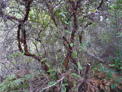 Arctostaphylos virgata
