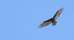 Cathartes aura