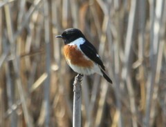 Saxicola torquatus