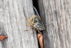 Cryptotympana atrata