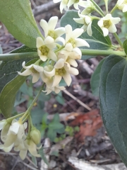 Vincetoxicum hirundinaria