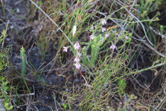 Erica globiceps globiceps