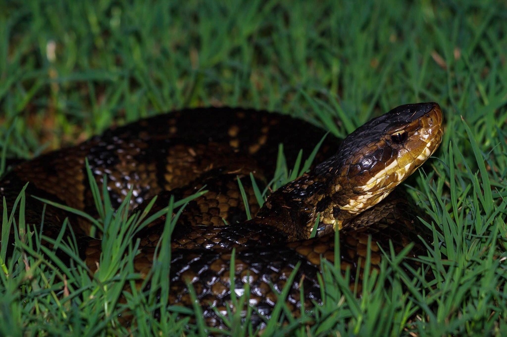 Northern Cottonmouth from 27927, Corolla, NC, US on August 3, 2018 at ...