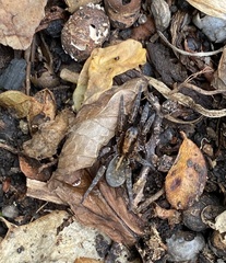 Arctosa personata