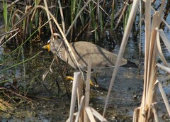 Vanellus senegallus