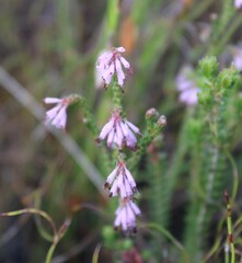 Erica globiceps globiceps