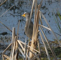Vanellus senegallus