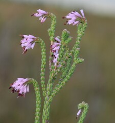 Erica globiceps globiceps