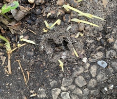 Arctosa personata
