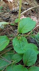 Pyrola elliptica