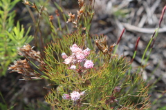 Serruria fasciflora