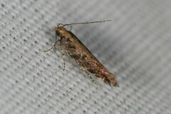 Aristotelia rubidella