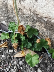 Malva moschata