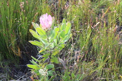 Protea compacta