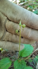 Pyrola elliptica