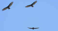 Cathartes aura