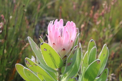 Protea compacta