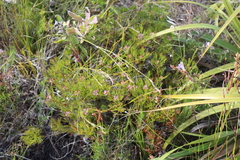 Serruria rubricaulis