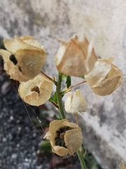 Malva moschata