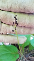 Pyrola elliptica