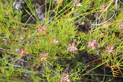 Serruria rubricaulis