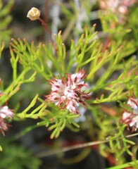 Serruria rubricaulis