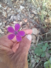 Dianthus balbisii