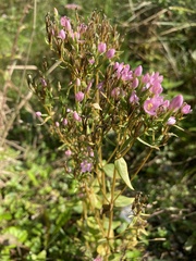 Centaurium erythraea