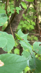 Conocephalus fasciatus