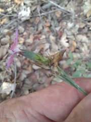 Dianthus balbisii