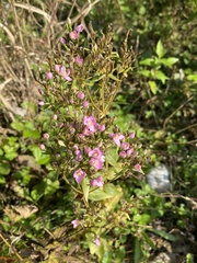 Centaurium erythraea