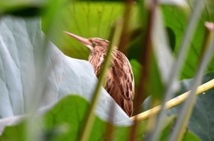 Ixobrychus sinensis