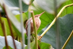 Ixobrychus sinensis