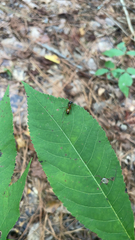 Camponotus americanus