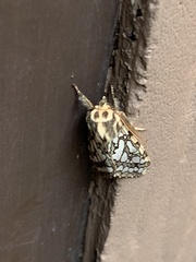 Lophocampa