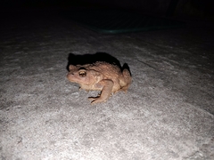 Bufo spinosus