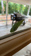 Microcentrum retinerve