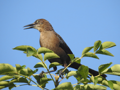 Quiscalus mexicanus