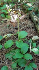 Pyrola elliptica