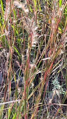 Schizachyrium scoparium