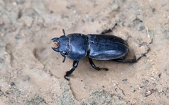Serrognathus titanus platymelus