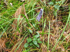 Veronica spicata