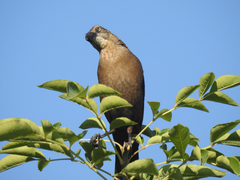 Quiscalus mexicanus