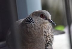 Streptopelia orientalis